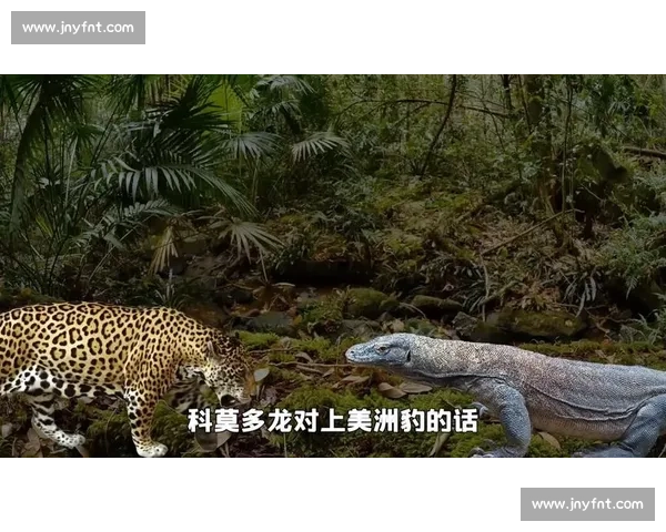 美洲豹对决老虎谁才是丛林顶级掠食者力量与策略全解析实战对比 美洲豹对决老虎谁才是丛林顶级掠食者力量与策略全解析实战对比